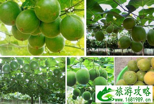 桂林特产有什么值得带 桂林特产有哪些 桂林特产有什么值得带 桂林特产有哪些