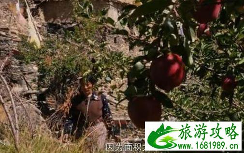 西藏的水果秘密 西藏的水果比你想象中多 西藏的水果秘密 西藏的水果比你想象中多