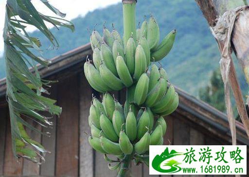 西藏的水果秘密 西藏的水果比你想象中多 西藏的水果秘密 西藏的水果比你想象中多