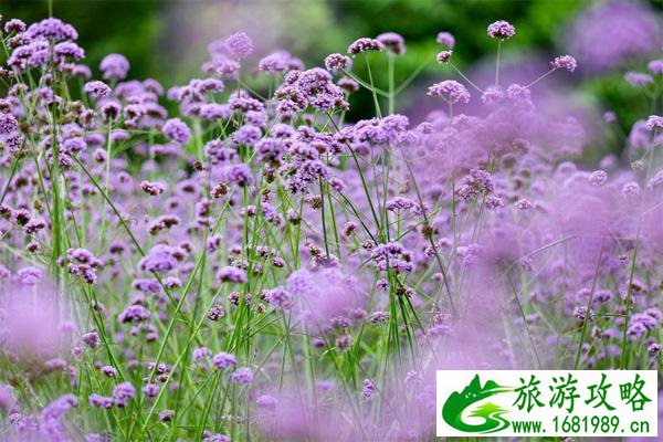 2021成都清明节可以扫墓吗 成都清明扫墓专线 2021成都清明节可以扫墓吗 成都清明扫墓专线