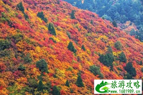 2020北京香山红叶节交通管制-停车指南 2020北京香山红叶节交通管制-停车指南