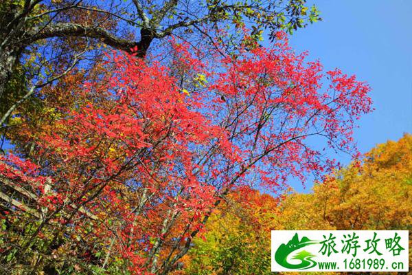 光雾山红叶节2020门票及交通管制 光雾山红叶观赏路线推荐 光雾山红叶节2020门票及交通管制 光雾山红叶观赏路线推荐