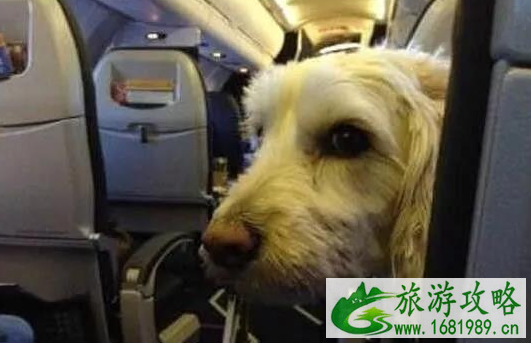 深圳机场可以运输宠物了吗 深圳机场可以运输宠物了吗