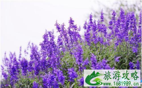 日本赏花交通攻略 日本赏花怎么去 日本赏花交通攻略 日本赏花怎么去