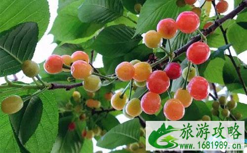 蒲江樱桃节怎么去2022+交通攻略 蒲江樱桃节怎么去2022+交通攻略
