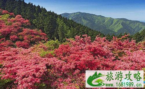 武汉去麻城沙洋赏花客运车票优惠政策2022 武汉去麻城沙洋赏花客运车票优惠政策2022