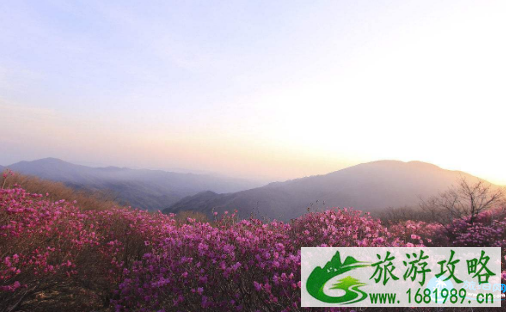 武汉去麻城沙洋赏花客运车票优惠政策2022 武汉去麻城沙洋赏花客运车票优惠政策2022