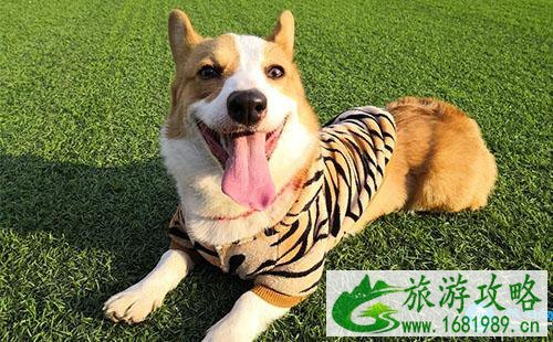 2022川航可以买宠物机票了吗 川航宠物机票有什么要求 2022川航可以买宠物机票了吗 川航宠物机票有什么要求