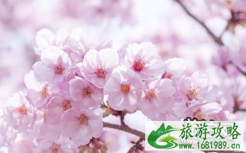 武汉春季赏花哪里好 武汉赏花线路推荐2022