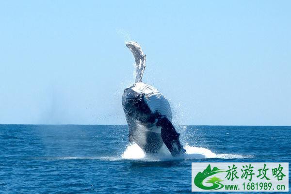 澳大利亚12月1日起继续放宽入境管控 符合条件旅客无须申请入境豁免