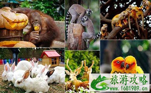 去长隆野生动物园怎么走 长隆野生动物园怎么去 去长隆野生动物园怎么走 长隆野生动物园怎么去