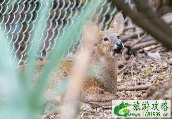红山森林动物园景点介绍 红山森林动物园游玩攻略 红山森林动物园景点介绍 红山森林动物园游玩攻略