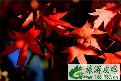 VAC递交加拿大旅游签证需要录入指纹吗 VAC递交加拿大旅游签证需要录入指纹吗