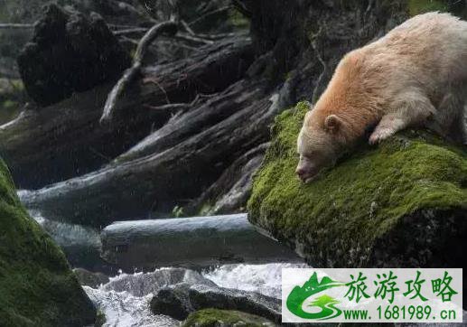 拥有美国签证可以免签过境加拿大吗 拥有美国签证可以免签过境加拿大吗