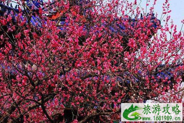 2022南京梅花山门票收费标准