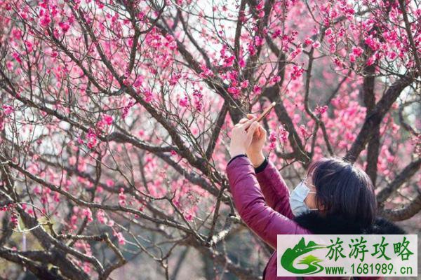 2022南京梅花山门票收费标准