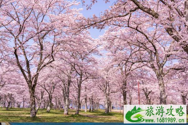 今年能去日本看樱花吗 2022日本樱花什么时候开