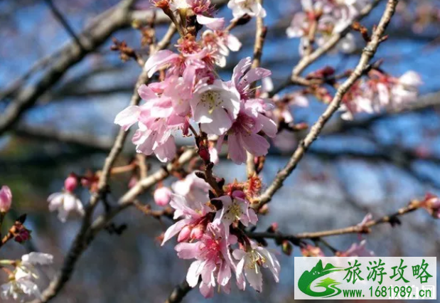 2022日本秋季樱花盛开时间及景点推荐 2022日本秋季樱花盛开时间及景点推荐