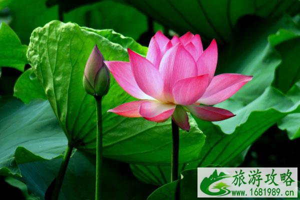 2021北京莲花池荷花节是几月几日-活动介绍 2021北京莲花池荷花节是几月几日-活动介绍