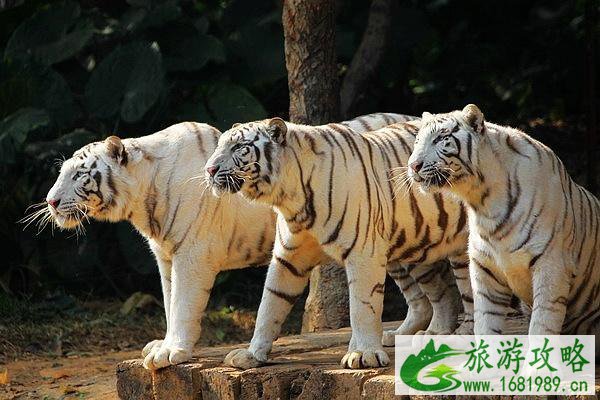 2021苏州上方山森林动物世界游玩攻略-开放时间及门票 2021苏州上方山森林动物世界游玩攻略-开放时间及门票