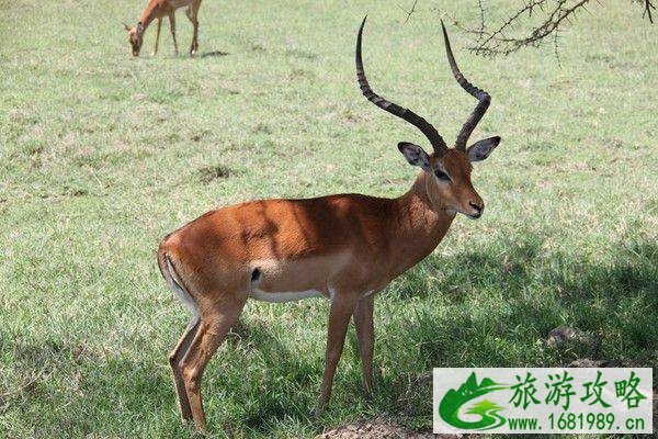 2021苏州上方山森林动物世界游玩攻略-开放时间及门票 2021苏州上方山森林动物世界游玩攻略-开放时间及门票