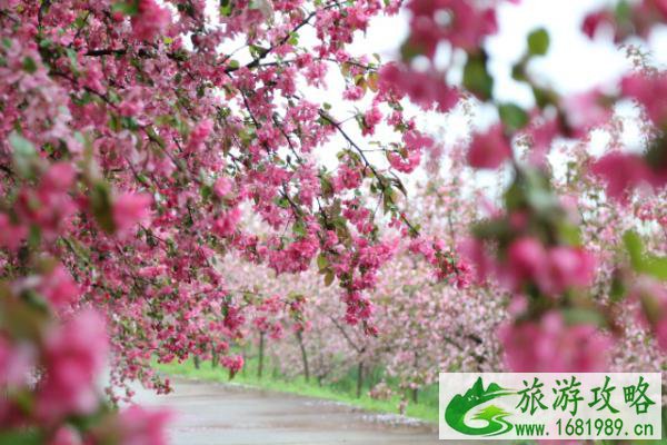 2021南京浦口望月海棠花节游玩攻略-时间、地点以及活动详情 2021南京浦口望月海棠花节游玩攻略-时间、地点以及活动详情