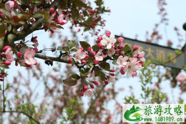 2021南京浦口望月海棠花节游玩攻略-时间、地点以及活动详情 2021南京浦口望月海棠花节游玩攻略-时间、地点以及活动详情