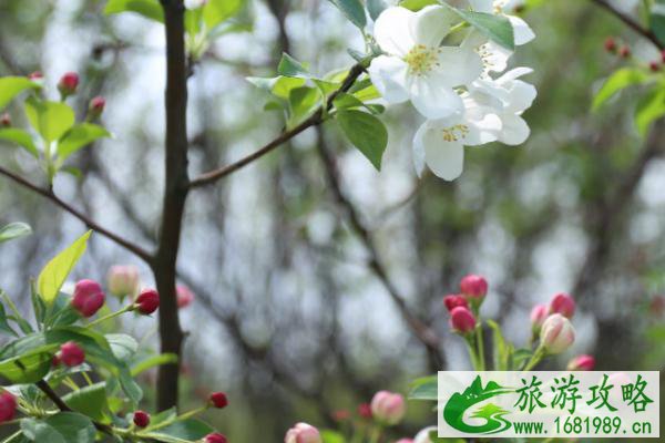 2021南京浦口望月海棠花节游玩攻略-时间、地点以及活动详情 2021南京浦口望月海棠花节游玩攻略-时间、地点以及活动详情