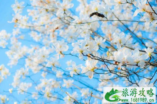 2021惠州西湖红花湖闭园时间 惠州踏青赏花好去处