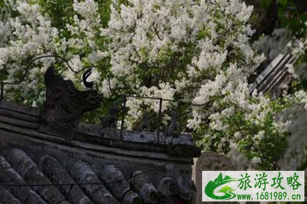 2021北京戒台寺丁香节时间及门票-活动内容 2021北京戒台寺丁香节时间及门票-活动内容