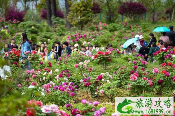 2021南京溧水牡丹节开幕时间 附活动详情及交通指南 2021南京溧水牡丹节开幕时间 附活动详情及交通指南