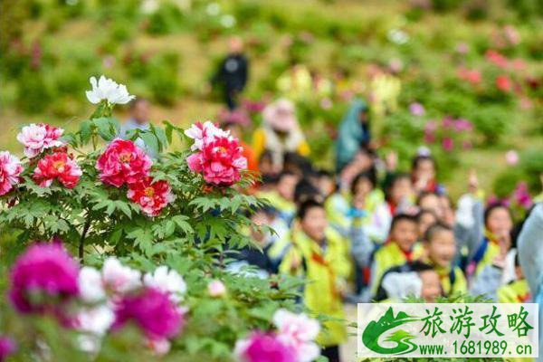 2021南京溧水牡丹节开幕时间 附活动详情及交通指南 2021南京溧水牡丹节开幕时间 附活动详情及交通指南