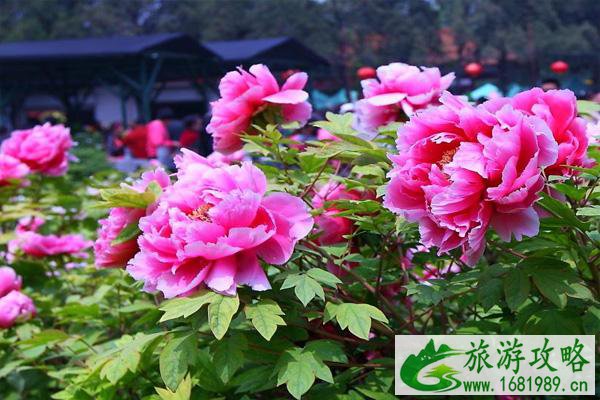 2021南京溧水牡丹节开幕时间 附活动详情及交通指南 2021南京溧水牡丹节开幕时间 附活动详情及交通指南