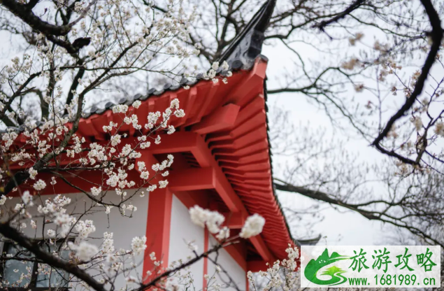 南京赏花风景区有哪些地方 南京赏花风景区有哪些地方