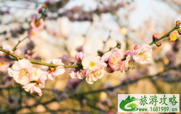 南京赏花风景区有哪些地方 南京赏花风景区有哪些地方
