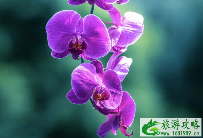 广州花展时间表2021年2月 广州花展时间表2021年2月