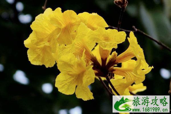 2021广州花都区春季赏花指南 赏花地点推荐