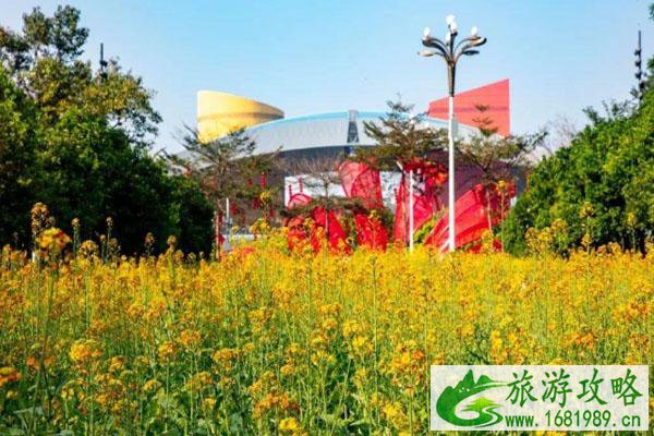 2021深圳市民中心油菜花在哪里 开放了吗