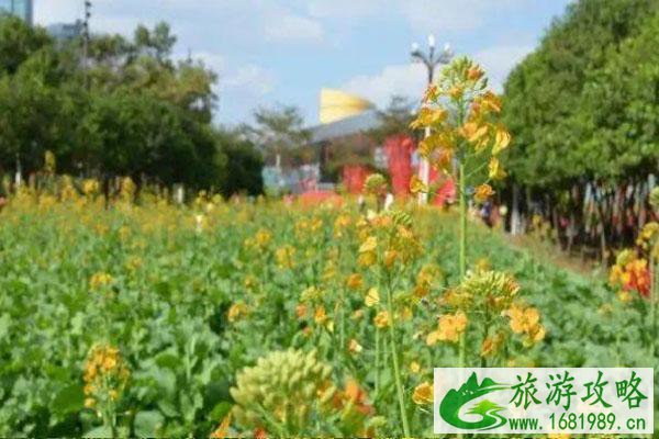 2021深圳市民中心油菜花在哪里 开放了吗