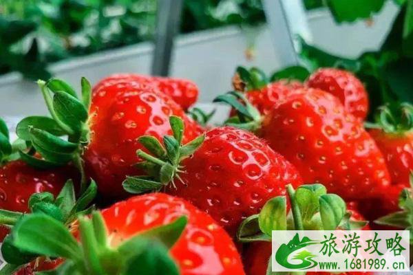 2021广州草莓园采摘地址及门票价格 2021广州草莓园采摘地址及门票价格