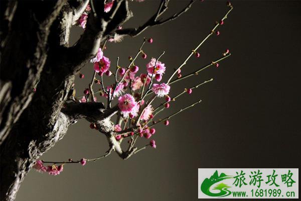 2020-2021从化流溪梅花节时间及活动介绍 广州赏梅花的地方
