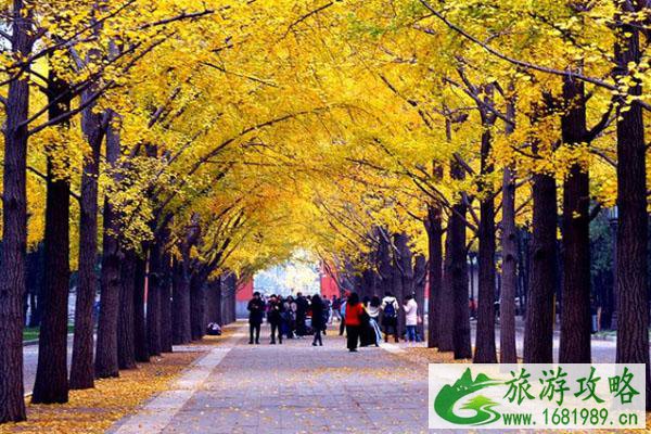 2020北京地坛公园银杏最佳观赏期