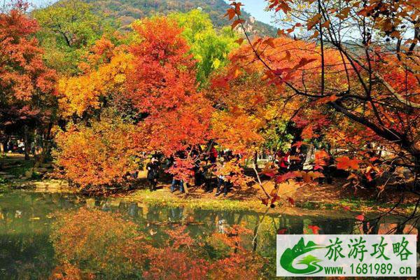 苏州天平山枫叶红了吗2020 最佳观赏期-地点