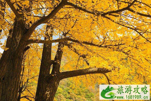 2020苏州赏银杏的好地方 最佳地点推荐