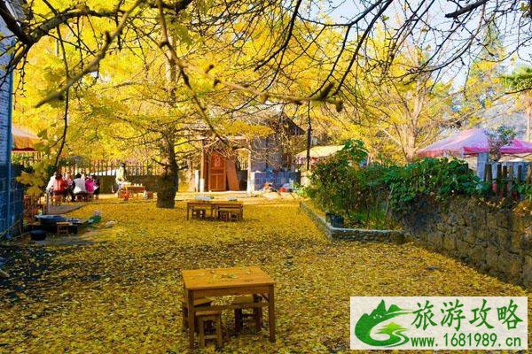 2020苏州赏银杏的好地方 最佳地点推荐