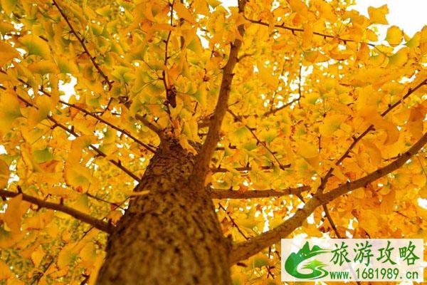 2020苏州赏银杏的好地方 最佳地点推荐