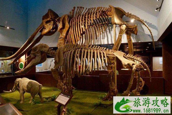 北京中国古动物馆开放时间2020 北京中国古动物馆开放时间2020