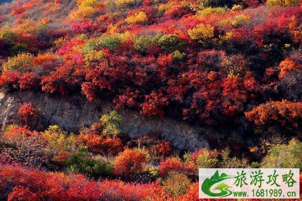 北京香山公园游玩攻略