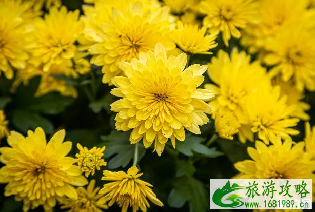 2020北京菊花文化节展区介绍及交通指南-菊花文化节活动时间 2020北京菊花文化节展区介绍及交通指南-菊花文化节活动时间