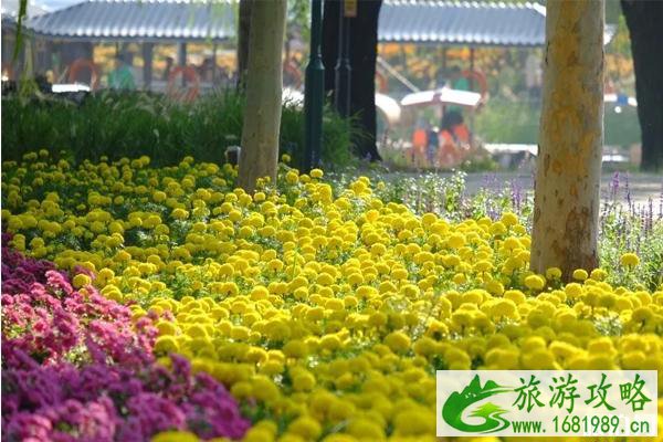 2020北京菊花文化节在哪里和时间 北京菊花文化节怎么样